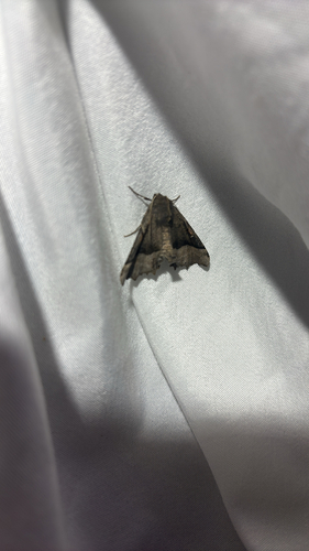 iNaturalist observation photo of Pero Moths