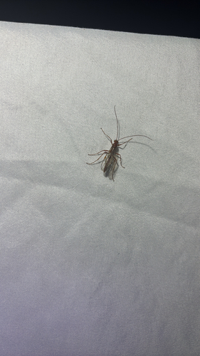 iNaturalist observation photo of Ants, Bees, Wasps, and Sawflies
