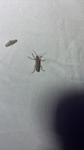 iNaturalist observation photo of Brown Leather Wing Beetle