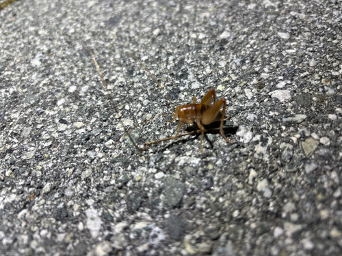 iNaturalist observation photo of Camel Crickets