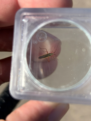 iNaturalist observation photo of Litomiris