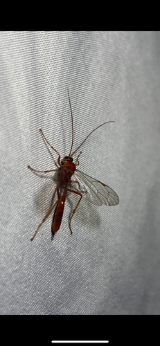 iNaturalist observation photo of Ichneumonid Wasps