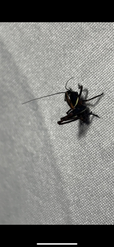 iNaturalist observation photo of Shieldback Katydids