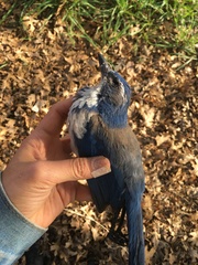 Aphelocoma californica