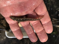 Etheostoma nigripinne