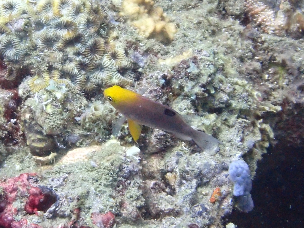 Talbot's Damsel