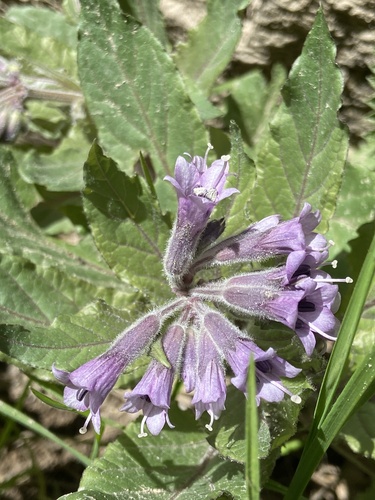 Physochlaina orientalis, photograph 4