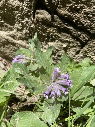 Physochlaina orientalis, photograph 5