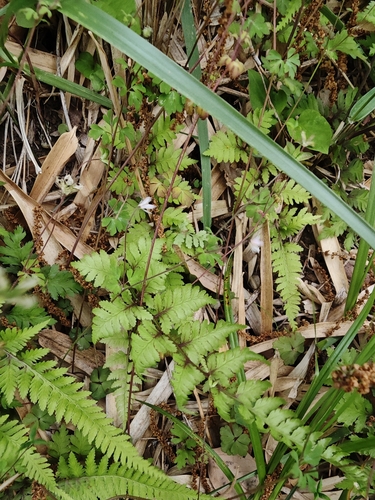 Semiaquilegia adoxoides, photograph 2