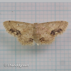 Idaea chotaria