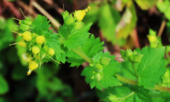 Scrophularia chrysantha
