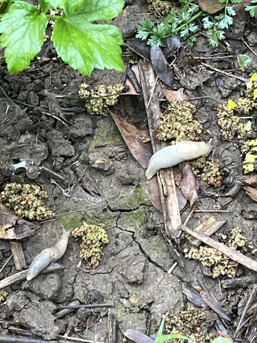 Deroceras reticulatum