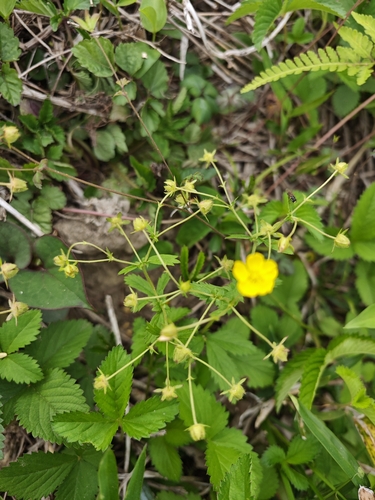 Potentilla freyniana, photograph 3