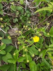 Potentilla freyniana, photograph (c) WATANABE Hitoshi 渡辺仁, some rights reserved (CC BY)