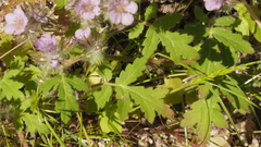 Phacelia cryptantha
