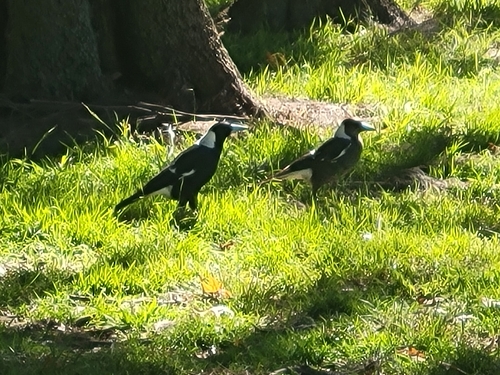 Australian Magpie