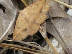 Hemeroplanis scopulepes