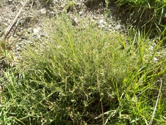 Spergularia pazensis