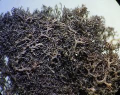 Leptogidium contortum