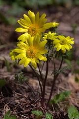 Adonis apennina