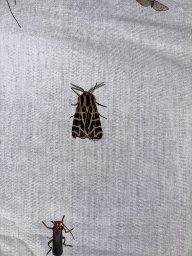 iNaturalist observation photo of Apantesis