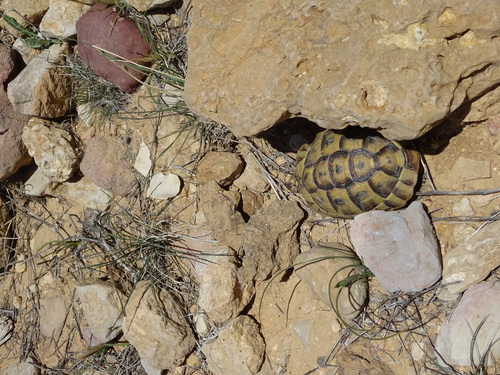 Greek Tortoise