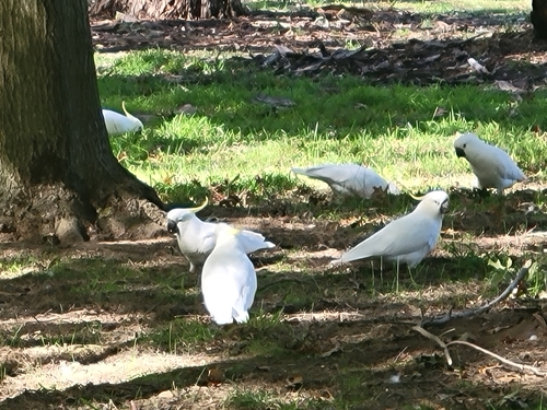 Sulphur-crested Cockatoo