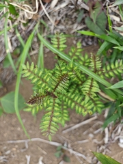 Zanthoxylum piperitum, photograph (c) WATANABE Hitoshi 渡辺仁, some rights reserved (CC BY)