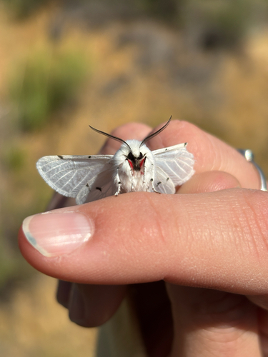 iNaturalist observation photo of Vestal Tiger Moth