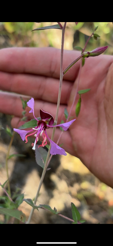 iNaturalist observation photo of Elegant Clarkia