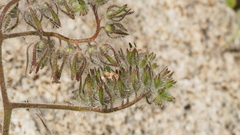 Phacelia cryptantha