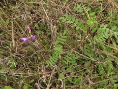 Astragalus leptocarpus