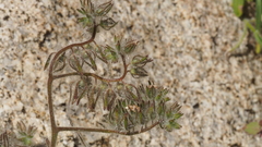 Phacelia cryptantha