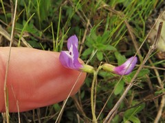Astragalus leptocarpus