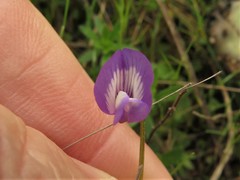 Astragalus leptocarpus