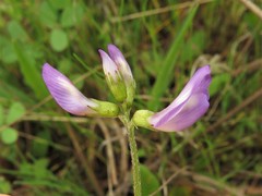 Astragalus leptocarpus