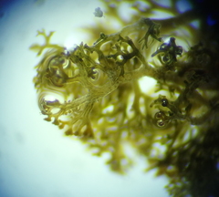 Leptogidium contortum