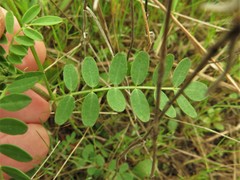 Astragalus leptocarpus