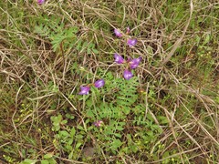 Astragalus leptocarpus