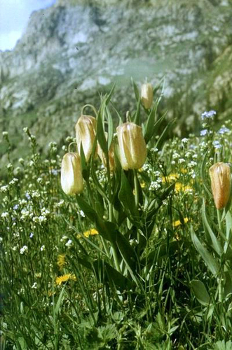 Fritillaria pallidiflora, photograph 5