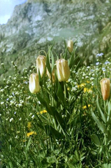 Fritillaria pallidiflora, photograph (c) Oleg Kosterin, some rights reserved (CC BY)