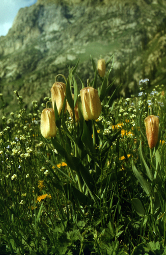 Fritillaria pallidiflora, photograph 2