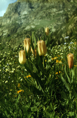 Fritillaria pallidiflora, photograph (c) Oleg Kosterin, some rights reserved (CC BY)