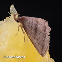 Lysimelia neleusalis