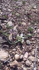 Ornithogalum fimbriatum