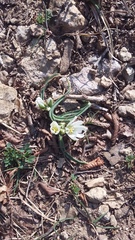 Ornithogalum fimbriatum