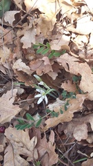 Ornithogalum fimbriatum