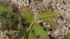 Phacelia cryptantha