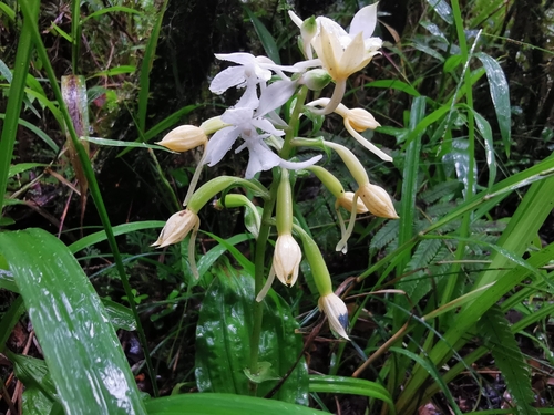 Forest Calanthe (Calanthe sylvatica)