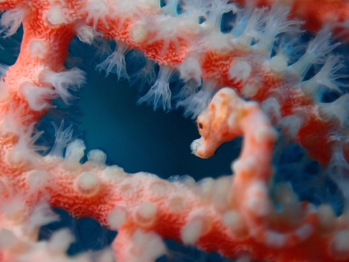 Hippocampus denise
